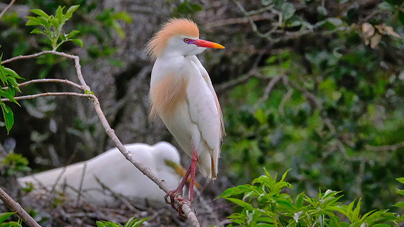 Cattle Egret, Alligator Farm, St. Augustine, FL