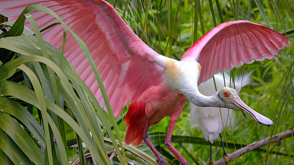 Roseate Spoonbill, Alligator Farm, St. Augustine, FL