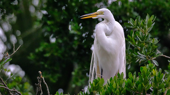 Great Egret, Alligator Farm, St. Augustine, FL