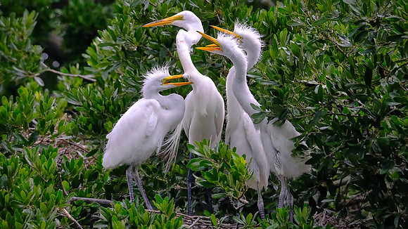 Great Egrets at dinner time, Alligator Farm, St. Augustine, FL