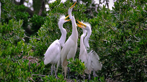 Great Egrets at dinner time, Alligator Farm, St. Augustine, FL
