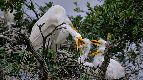 Dinner is served, Great Egrets, Alligator Farm, St. Augustine, FL