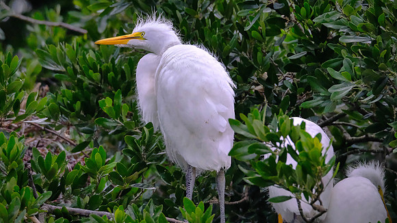 Junior Great Egret missed dinner time, Alligator Farm, St. Augustine, FL