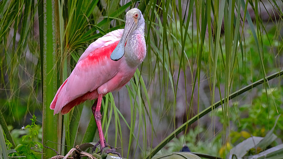 Roseate Spoonbill, Alligator Farm, St. Augustine, FL