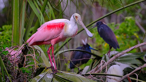 Roseate Spoonbill, Alligator Farm, St. Augustine, FL