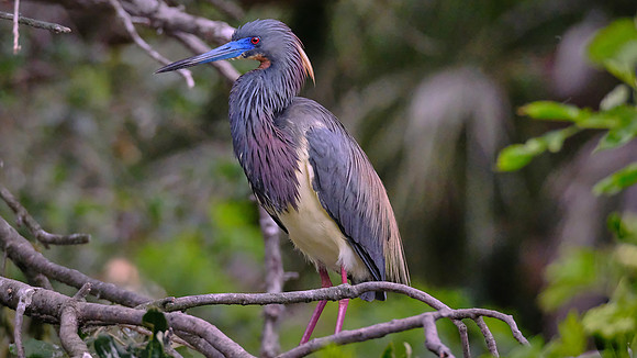 Tri-color Heron, Alligator Farm, St. Augustine, FL