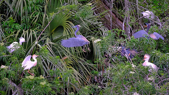 Little Blue Herons in flight and Cattle Egrets looking on, Alligator Farm, St. Augustine, FL