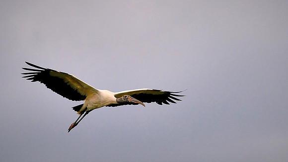 Woodstork, Alligator Farm, St. Augustine, FL