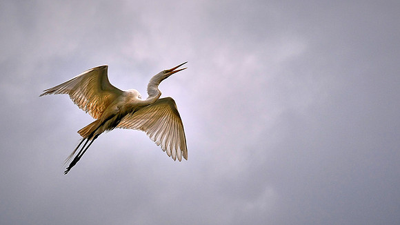 Great Egret, Alligator Farm, St. Augustine, FL