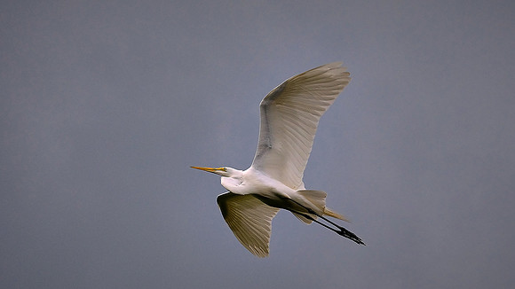 Great Egret, Alligator Farm, St. Augustine, FL