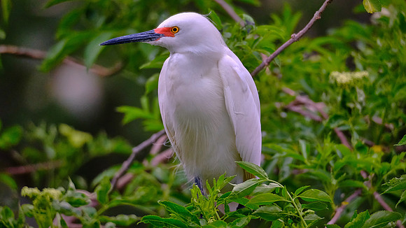 Snowy Egret, Alligator Farm, St. Augustine, FL