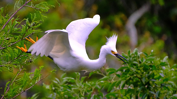 Snowy Egret, Alligator Farm, St. Augustine, FL