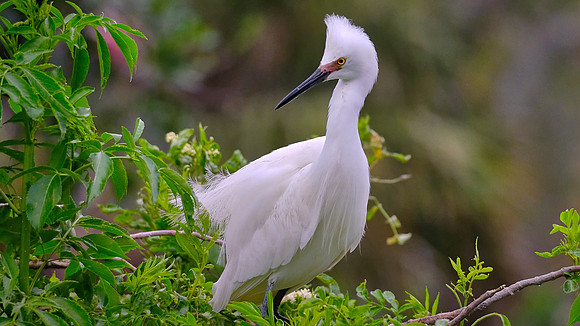 Snowy Egret, Alligator Farm, St. Augustine, FL