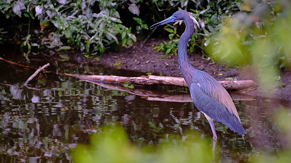 Little Blue Heron, Alligator Farm, St. Augustine, FL