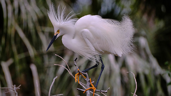 Snowy Egret, Alligator Farm, St. Augustine, FL