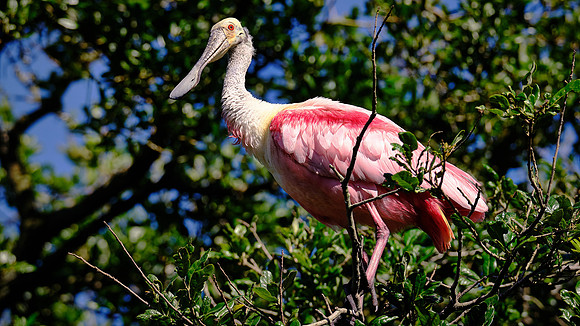 Roseate Spoonbill, Alligator Farm, St. Augustine, FL