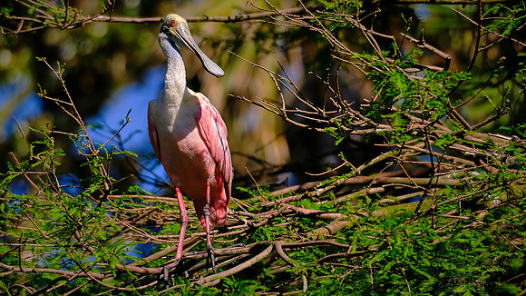 Roseate Spoonbill, Alligator Farm, St. Augustine, FL