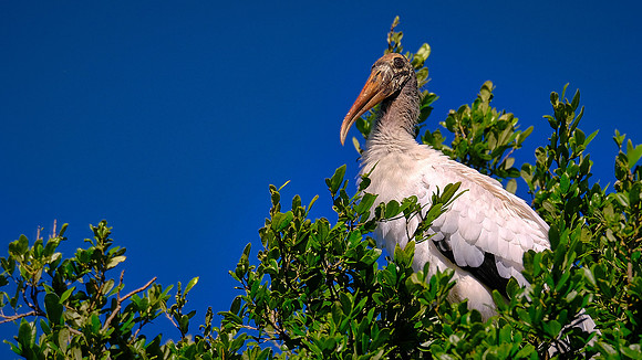 Woodstork, Alligator Farm, St. Augustine, FL