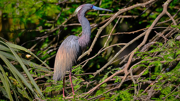 Little Blue Heron, Alligator Farm, St. Augustine, FL