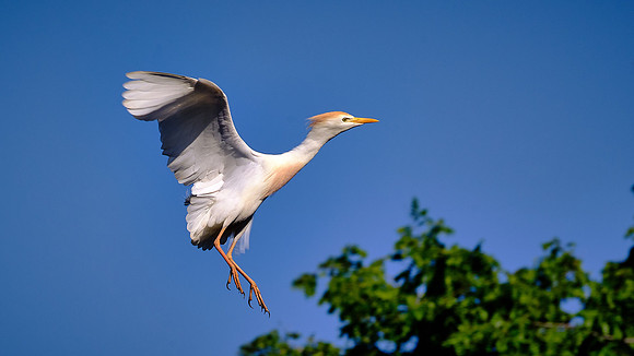 Cattle Egret, Alligator Farm, St. Augustine, FL