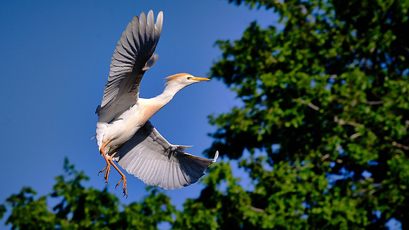 Cattle Egret, Alligator Farm, St. Augustine, FL