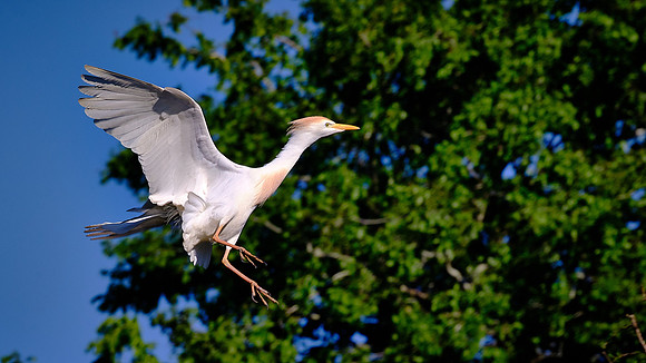 Cattle Egret, Alligator Farm, St. Augustine, FL