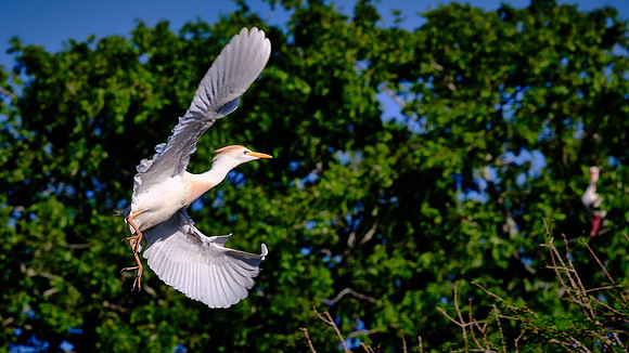 Cattle Egret, Alligator Farm, St. Augustine, FL