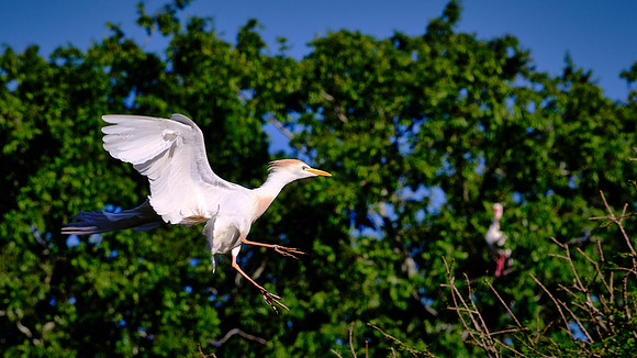Cattle Egret, Alligator Farm, St. Augustine, FL