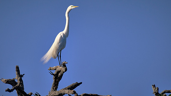 Great Egret, Alligator Farm, St. Augustine, FL