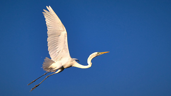 Great Egret, Alligator Farm, St. Augustine, FL