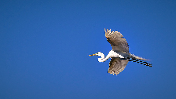 Great Egret, Alligator Farm, St. Augustine, FL