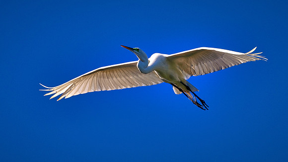Great Egret, Alligator Farm, St. Augustine, FL