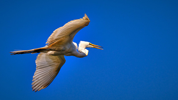 Great Egret, Alligator Farm, St. Augustine, FL