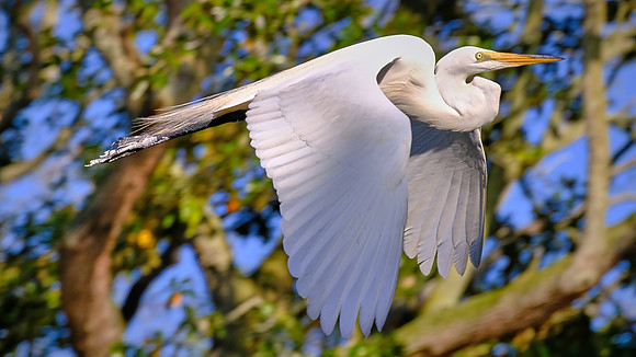 Great Egret, Alligator Farm, St. Augustine, FL