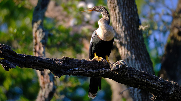 Anhinga, Alligator Farm, St. Augustine, FL