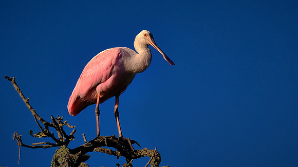 Roseate Spoonbill, Alligator Farm, St. Augustine, FL