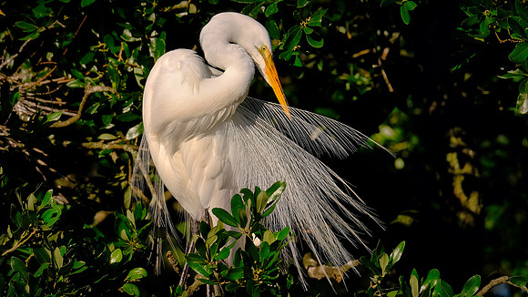 Great Egret, Alligator Farm, St. Augustine, FL