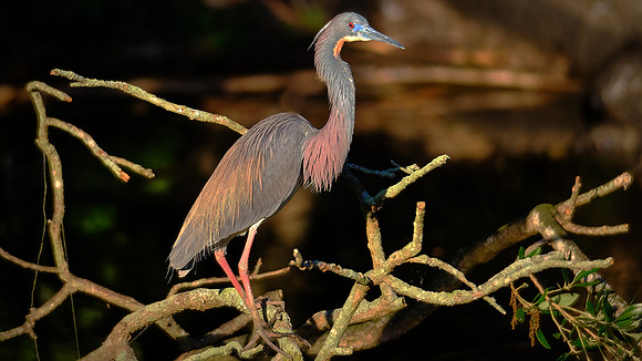 Little Blue Heron, Alligator Farm, St. Augustine, FL