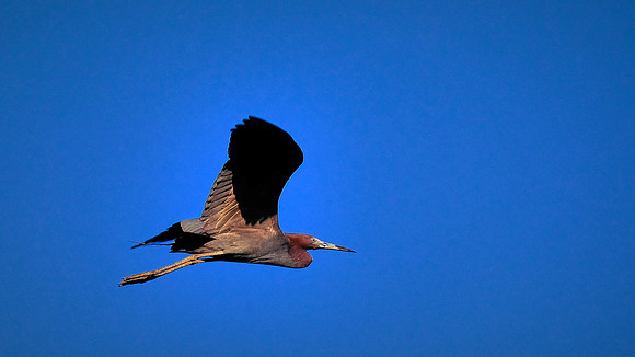 Little Blue Heron, Alligator Farm, St. Augustine, FL
