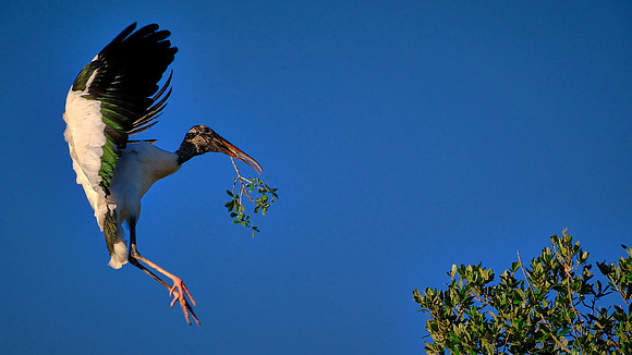 Woodstork, Alligator Farm, St. Augustine, FL