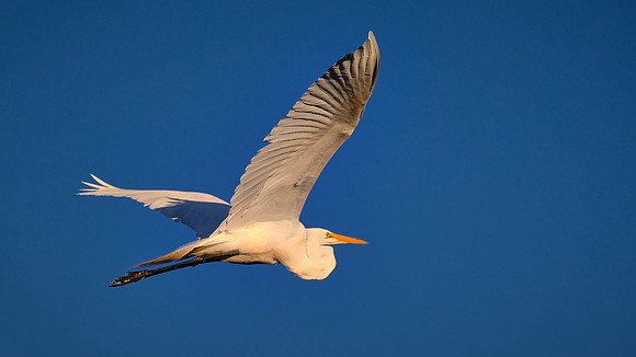 Great Egret, Alligator Farm, St. Augustine, FL