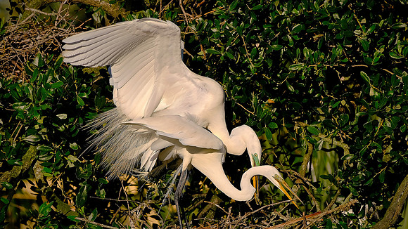 Great Egret, Alligator Farm, St. Augustine, FL