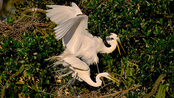 Great Egret, Alligator Farm, St. Augustine, FL