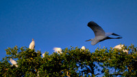 2021 April - Florida Birds, FL