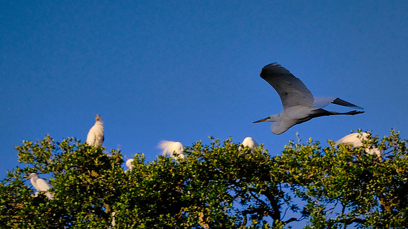 Little Blue Heron, Alligator Farm, St. Augustine, FL