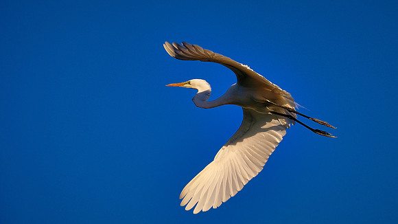 Great Egret, Alligator Farm, St. Augustine, FL