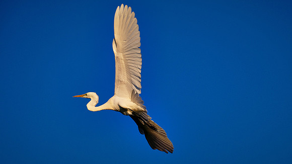 Great Egret, Alligator Farm, St. Augustine, FL