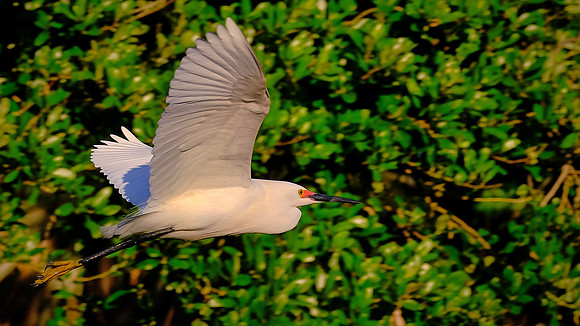 Snowy Egret, Alligator Farm, St. Augustine, FL