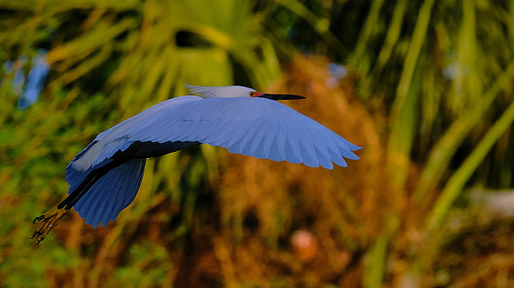 Little Blue Heron, Alligator Farm, St. Augustine, FL