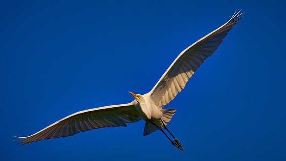 Great Egret, Alligator Farm, St. Augustine, FL